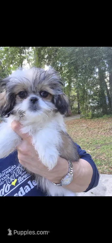 Shelby – Pekingese, Morkie puppy for sale in Ocala, FL