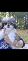 Shelby, a female Pekingese and Morkie for sale in Ocala, FL – Photo 1 of 3