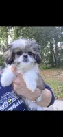 Shelby, a female Pekingese and Morkie for sale in Ocala, FL – Photo 3 of 3