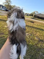 Shelby, a female Pekingese and Shih Tzu for sale in Ocala, FL – Photo 2 of 2