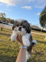 Shelby, a female Pekingese and Shih Tzu for sale in Ocala, FL – Photo 1 of 2