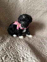 Parker-brindle, a female Poodle - Miniature  for sale in Denver, CO – Photo 2 of 3