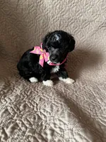 Parker-brindle, a female Poodle - Miniature  for sale in Denver, CO – Photo 3 of 3