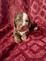 Ollie, a male Miniature Dachshund for sale in Denver, CO – Photo 2 of 4