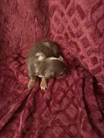 Ollie, a male Miniature Dachshund for sale in Denver, CO – Photo 3 of 4