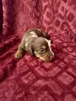 Ollie, a male Miniature Dachshund for sale in Denver, CO – Photo 4 of 4