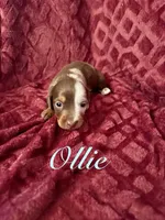 Ollie, a male Miniature Dachshund for sale in Denver, CO – Photo 1 of 4