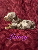 Lainey, a female Miniature Dachshund for sale in Denver, CO – Photo 1 of 7