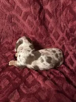 Lainey, a female Miniature Dachshund for sale in Denver, CO – Photo 5 of 7