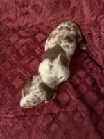 Lainey, a female Miniature Dachshund for sale in Denver, CO – Photo 4 of 7