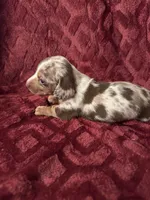 Lainey, a female Miniature Dachshund for sale in Denver, CO – Photo 2 of 7