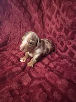 Lainey, a female Miniature Dachshund for sale in Denver, CO – Photo 7 of 7