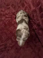 Lainey, a female Miniature Dachshund for sale in Denver, CO – Photo 3 of 7