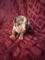 Lainey, a female Miniature Dachshund for sale in Denver, CO – Photo 6 of 7