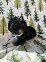 Winnie, a female Havanese and Poodle - Toy  for sale in Denver, CO – Photo 2 of 3
