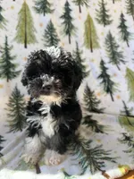 Winnie, a female Havanese and Poodle - Toy  for sale in Denver, CO – Photo 3 of 3