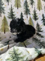 Winnie, a female Havanese and Poodle - Toy  for sale in Denver, CO – Photo 1 of 3