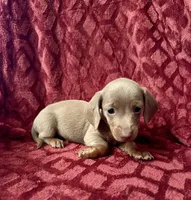 Lyla, a female Miniature Dachshund for sale in Denver, CO – Photo 3 of 5