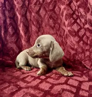 Lyla, a female Miniature Dachshund for sale in Denver, CO – Photo 5 of 5