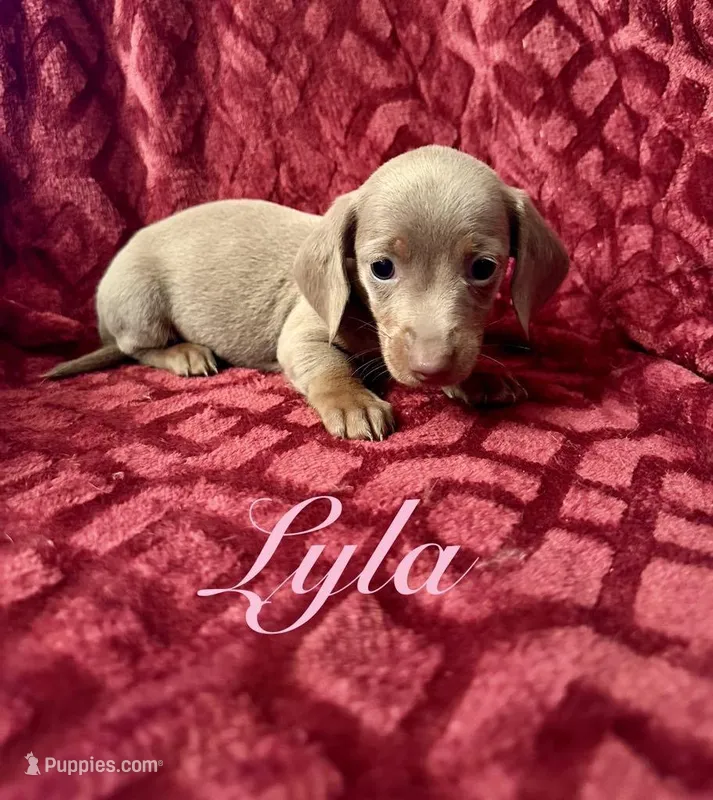 Lyla