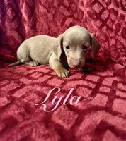 Lyla, a female Miniature Dachshund for sale in Denver, CO – Photo 1 of 5