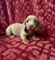 Lyla, a female Miniature Dachshund for sale in Denver, CO – Photo 4 of 5