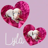 Lyla, a female Miniature Dachshund for sale in Denver, CO – Photo 2 of 5