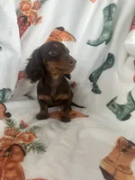 Darby, a female Miniature Dachshund for sale in Denver, CO – Photo 1 of 3