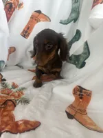 Darby, a female Miniature Dachshund for sale in Denver, CO – Photo 2 of 3