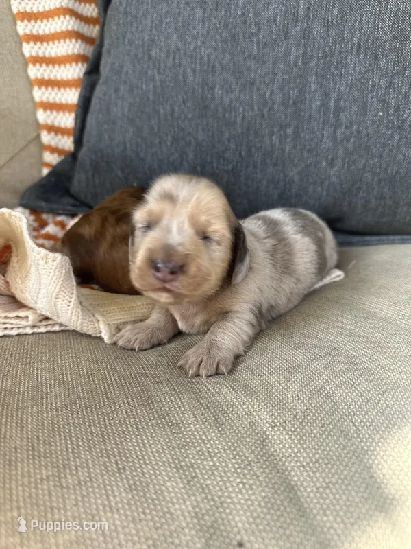 Hamilton, a male Miniature Dachshund for sale in Denver, CO – Photo 1 of 5