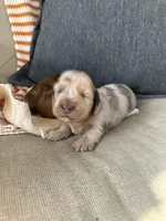 Hamilton, a male Miniature Dachshund for sale in Denver, CO – Photo 1 of 5