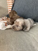 Hamilton, a male Miniature Dachshund for sale in Denver, CO – Photo 4 of 5