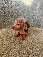 Dave-blue and tan dapple, a male Miniature Dachshund for sale in Denver, CO – Photo 4 of 4