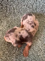 Dave-blue and tan dapple, a male Miniature Dachshund for sale in Denver, CO – Photo 2 of 4