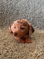 Dave-blue and tan dapple, a male Miniature Dachshund for sale in Denver, CO – Photo 3 of 4