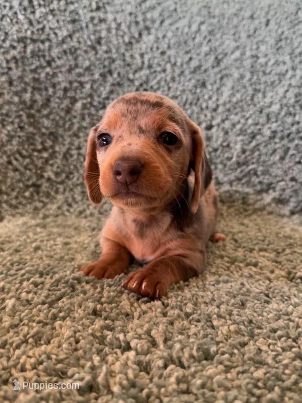 Dave-blue and tan dapple, a male Miniature Dachshund for sale in Denver, CO – Photo 1 of 4