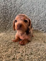 Dave-blue and tan dapple, a male Miniature Dachshund for sale in Denver, CO – Photo 1 of 4