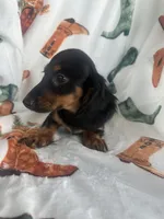 Gracie, a female Miniature Dachshund for sale in Denver, CO – Photo 2 of 4