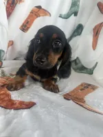 Gracie, a female Miniature Dachshund for sale in Denver, CO – Photo 4 of 4