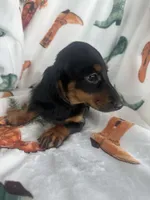 Gracie, a female Miniature Dachshund for sale in Denver, CO – Photo 3 of 4