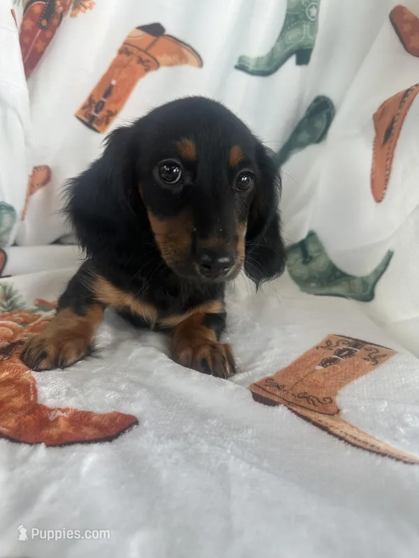 Gracie, a female Miniature Dachshund for sale in Denver, CO – Photo 1 of 4