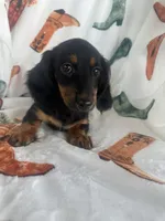 Gracie, a female Miniature Dachshund for sale in Denver, CO – Photo 1 of 4