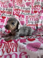 Max, a male Miniature Dachshund for sale in Denver, CO – Photo 3 of 3