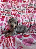 Max, a male Miniature Dachshund for sale in Denver, CO – Photo 1 of 3