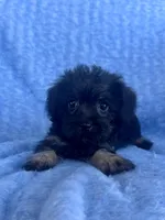 Betsy, a female Brussels Griffon and Poodle - Miniature  for sale in Denver, CO – Photo 2 of 3