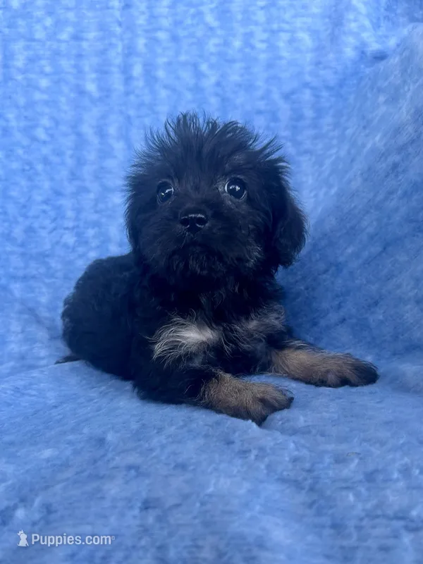 Betsy, a female Brussels Griffon and Poodle - Miniature  for sale in Denver, CO – Photo 1 of 3