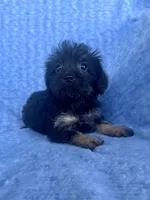 Betsy, a female Brussels Griffon and Poodle - Miniature  for sale in Denver, CO – Photo 1 of 3