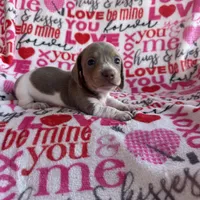 Carly, a female Miniature Dachshund for sale in Denver, CO – Photo 2 of 3