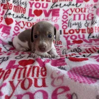 Carly, a female Miniature Dachshund for sale in Denver, CO – Photo 1 of 3