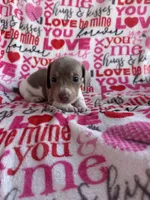 Carly, a female Miniature Dachshund for sale in Denver, CO – Photo 1 of 3